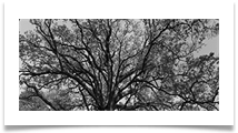 the tree was so big it took three pictures24 - Martin Ellison